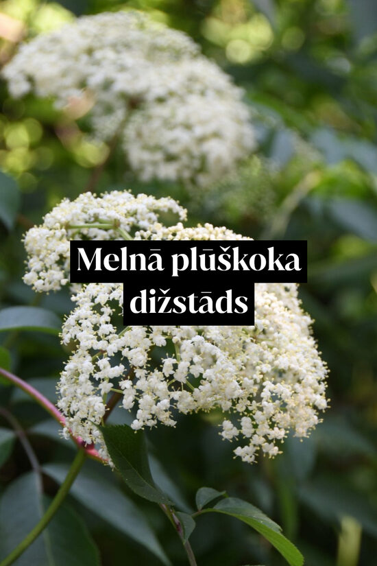 Melnā plūškoka dižstāds - kupls, izteiksmīgs krūms